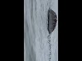 Baby Sea Birds Get Washed Off Rock By Waves in Lynn, Massachusetts