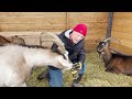 How to Keep Goats Thriving in Winter