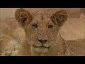 The Lion Queen: Manyari queen of her pride