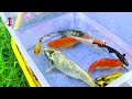 Menangkap Ikan Hias Warna-warni, Ikan Koi, Ikan Mas Koki Glofish Lele Gurami Cupang Kura Besar 31