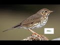Thrush Bird Sound - Birds Sounds 2022