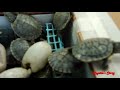 Red Eared Slider Turtle covering her nest and laying egg- Baby Turtle hatching