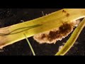 Caddisfly larvae in its constructed home