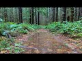 Soothing Rain Sounds In A Tranquil Forest Puddle #rainsounds #lightrain #soothingsounds #relax