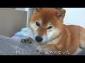 柴犬ハチ、深夜に犬語で謎の訴え‥どうした？