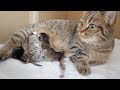 Mother cat Lili works hard without a break from the birth of her kittens to raising them.