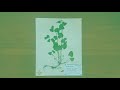 Herbarium At Home: A Beginner's Guide