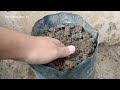 Great Agriculture Skills!! How to grow a Chili tree from chili leaves in water