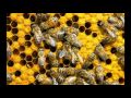 Bees Buzzing but it's sped up, ampified and bass boosted