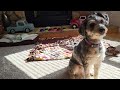 Mini AussiePoo vs Beneful Snackers - A Great Snack for the Pup!