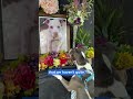 Dog mourns the loss of his best friend at memorial service 🥹❤️