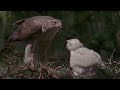 Hunters of the Sky - Europe's Birds of Prey | Free Documentary Nature