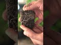 Do Not Thin Seedlings, DO This Instead!