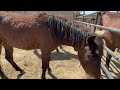 BLM Mustang Adoption Event in New Hampshire!