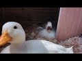 🔴 Mochi & Yoshi Nest Cam / Pet Ducks / Day 6