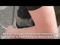 Trimming and shoeing Friesian horse hooves with the farrier. At the end bad Rinske news!