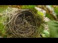 BLACKCAP! | Dunnock | Blackbird | Song Thrush - New Birds Nests!