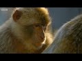 Infant Macaque Kidnapped | 4K UHD | Seven Worlds One Planet | BBC Earth