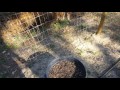 Florida Organic Vegetable Garden Two Week Update