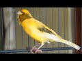 Extraordinary ! many canaries sing along after listening to this song