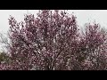 saucer #magnolia #tree #blooming