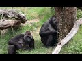 DOES GORILLA SILVERBACK BAOBAO SHARE HIS BRANCHES WITH BABY KIANGO?!