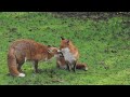 Mama fox grooms a reluctant Baby Feisty ..