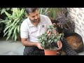 How to grow Gardenia plant? My SECRETS to fix bud drop problem