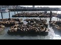 Hundreds of Sea Lions Come to San Francisco's Pier 39