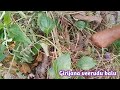 పచ్చరేక పాము అడవి బల్లిని తినే ప్రయత్నం (A Green snake attempts to eat a wild lizard)