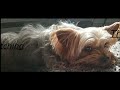 Woody Yorkie in slow motion compilation (part 1)