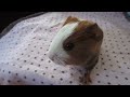 Baby guinea pig wheeking for five minutes straight