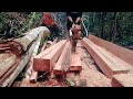 FULL VIDEO: menggergaji kayu mapala dengan teknik gantung menggunakan chainsaw stihl070