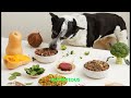 Top 5 Best Healthy Dog Food Brands 2024 [veterinarian recommended]