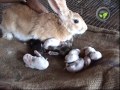 Care of Pregnant and Delivered Rabbit and Newly Born Kittens