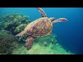 Relaxation Guaranteed. Stunning Underwater views of fish and coral in 4K
