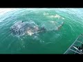 Great White Shark Attacks Short Tail Stingray - South Africa