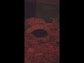 G. pulchripes burrowing time lapse