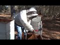Follow up of the 14 year unopened top bar hive and consolidation of untended hives.