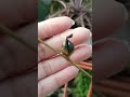 Sanseveria and Dyckia flowers