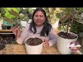 PLANTAS COLORIDAS DE INTERIOR ARBOLITOS DE FiCUS Y GOMERO