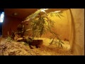 Ball python feeding on mice with GoPro