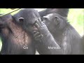 Sep 2020 Tama zoo chimps, Baby Ibuki gets mad at Fubuki