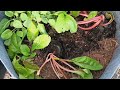 Beauty of the Greens and the Browns #arkansasgardening #asmr