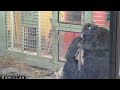 Mom Gorilla Starts Weening Her 3yrs Old Son Off | Kyoto Zoo