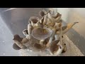 Everlasting Mushrooms: Testing 4 Year Old Liquid Culture Syringe