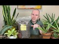 How To Care For Sansevierias | Houseplant Tips & Tricks Ep. 28