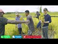 Quanglinhvlogs || Bản Thân Lần Đầu Tiên Được Trải Nghiệm Gặt Giống Lúa Việt Nam Tại Châu Phi