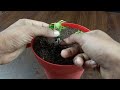 How to propagate roses from buds roses with onions, the results are surprising