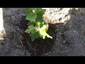 Fig Tree Clone Planted With Grodan & Back To Eden Soil..